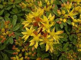  Vetkruid 'Weihenstephaner Gold' - Groen van bij ons