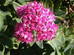 Vetkruid 'Herbstfreude' - Groen van bij ons