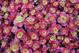  Kaukasische muurpeper - Roze vetkruid - Groen van bij ons