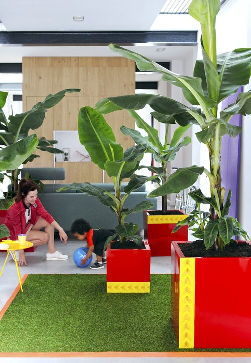 Bananenplant - Groen van bij ons