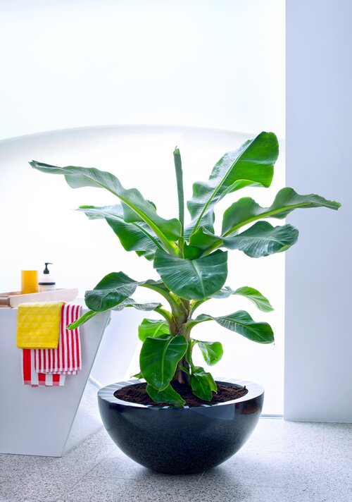 Bananenplant - Groen van bij ons