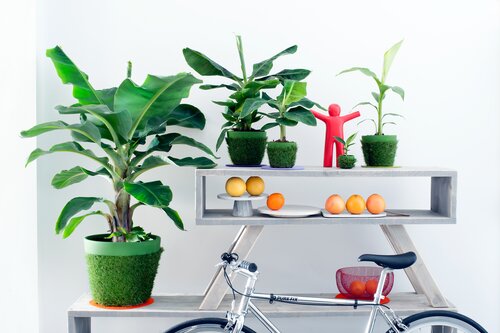 Bananenplant - Groen van bij ons