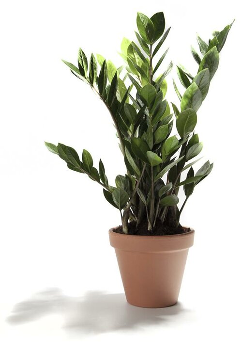  Zamioculcas - Groen van bij ons