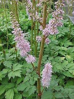 Pluimspirea (Pumila) - Groen van bij ons 