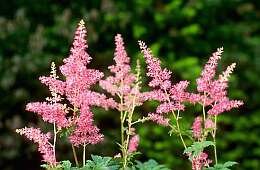 Pluimspirea - Groen van bij ons