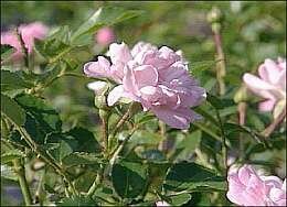  Roos 'The Fairy' - Groen van bij ons