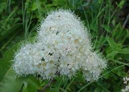  Spierstruik - Spirea (Tor) - Groen van bij ons