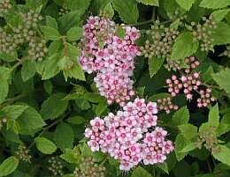 Spierstruik - Spirea (Little Princess) - Groen van bij ons