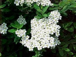 Spierstruik - Spirea (Snowmound) - Groen van bij ons