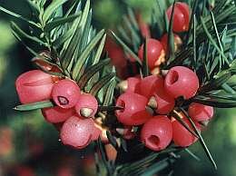 Taxus - Venijnboom - Groen van bij ons