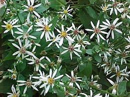  Aster - Groen van bij ons 