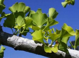 Japanse notenboom - Ginkgo biloba - Groen van bij ons