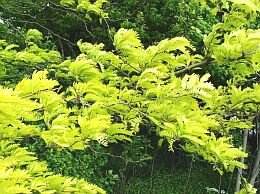  Valse christusdoorn 'Sunburst' - Groen van bij ons