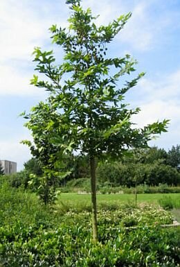  Oosterse plataan - Groen van bij ons