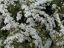  Spierstruik - Spirea (Grefsheim) - Groen van bij ons