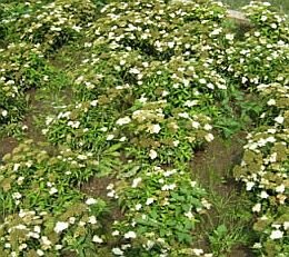 Spierstruik - Japanse spirea - Groen van bij ons