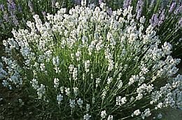 Lavendel - Groen van bij ons