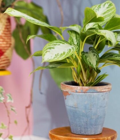 Chinese evergreen
