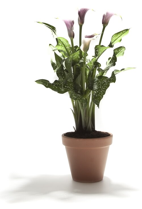 Aronskelk - Calla - Groen van bij ons
