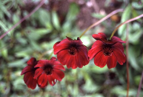 Cosmos - Groen van bij ons