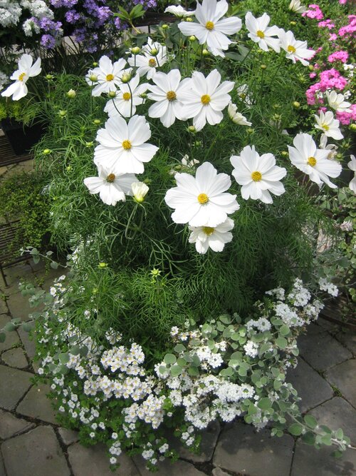  Cosmos - Groen van bij ons