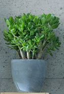 Crassula - Groen van bij ons