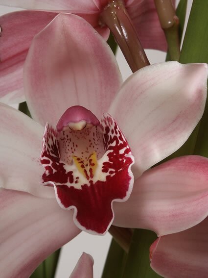 Cymbidium orchidee - Groen van bij ons