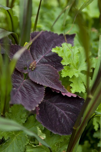  Siernetel - Coleus - Groen van bij ons