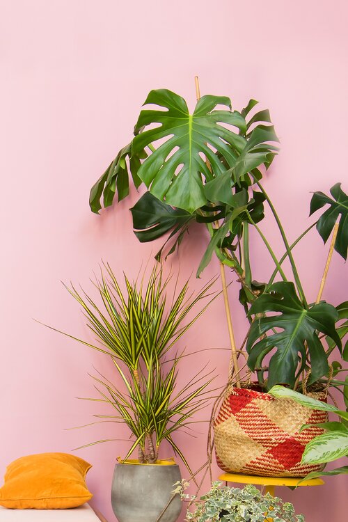 Gatenplant - Groen van bij ons