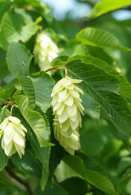 Hopbeuk - Groen van bij ons
