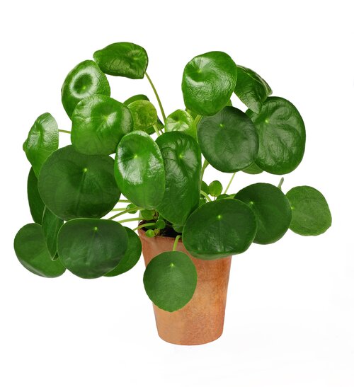  Pannekoekenplant - Groen van bij ons