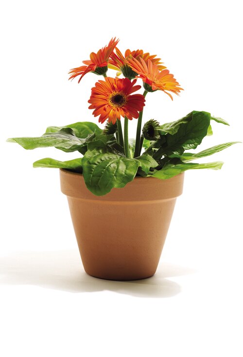 Gerbera - Groen van bij ons