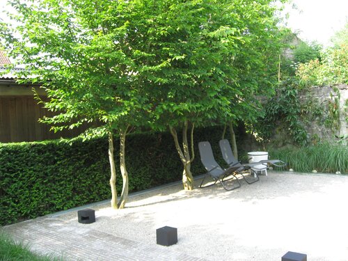 Haagbeuk - Groen van bij ons