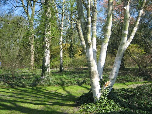 Ruwe berk - Groen van bij ons