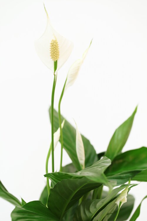  Lepelplant - Groen van bij ons