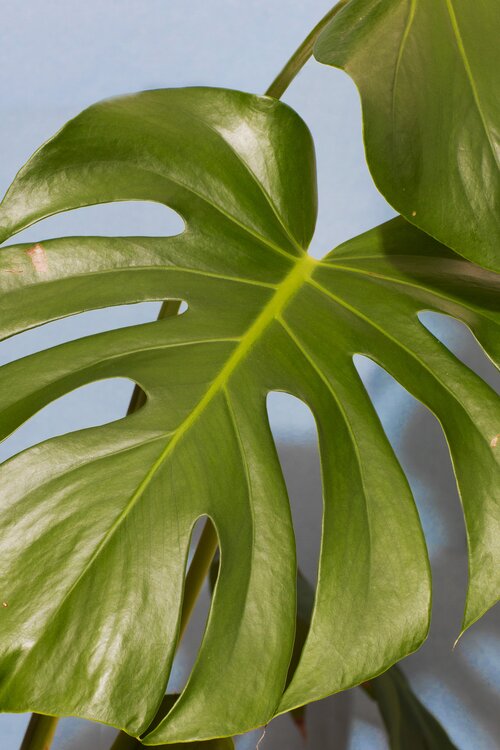 Gatenplant - Groen van bij ons
