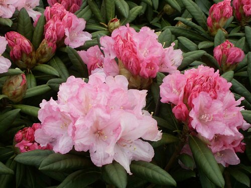  Rododendron - Yakushimanum - Groen van bij ons