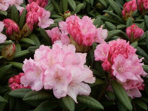  Rododendron - Yakushimanum - Groen van bij ons