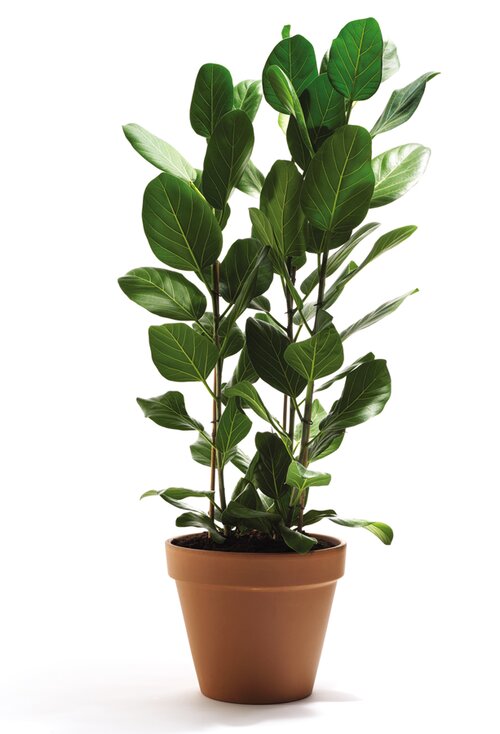 Ficus - Groen van bij ons