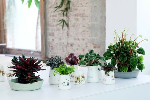  Peperomia - Groen van bij ons