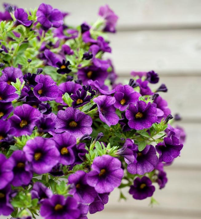  Mini-petunia - Groen van bij ons