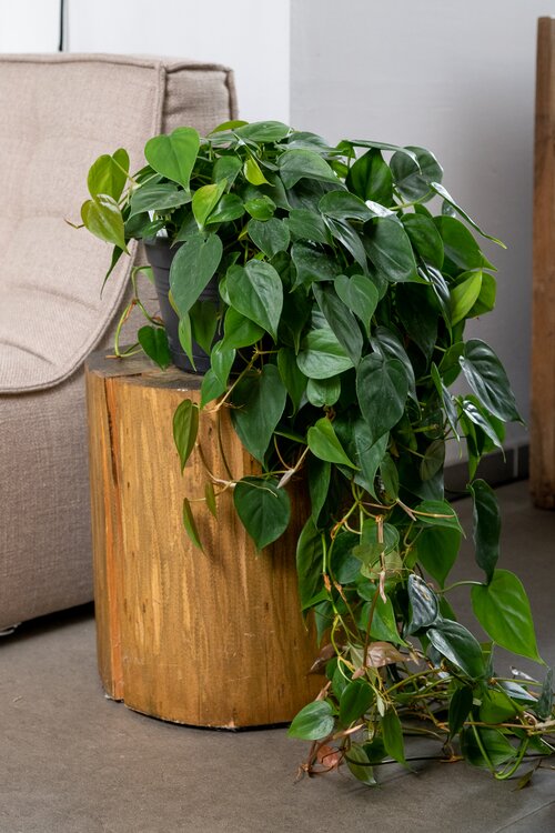 Philodendron - Groen van bij ons