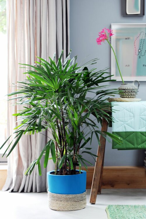  Stokpalm - Bamboepalm - Groen van bij ons