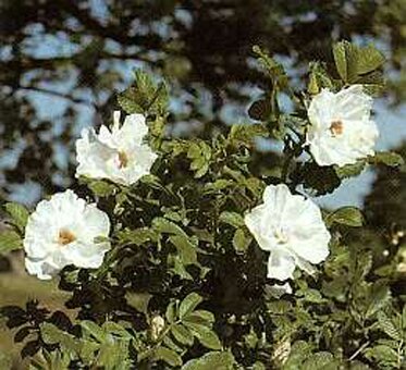  Roos 'Blanc Double de Coubert' - Groen van bij ons
