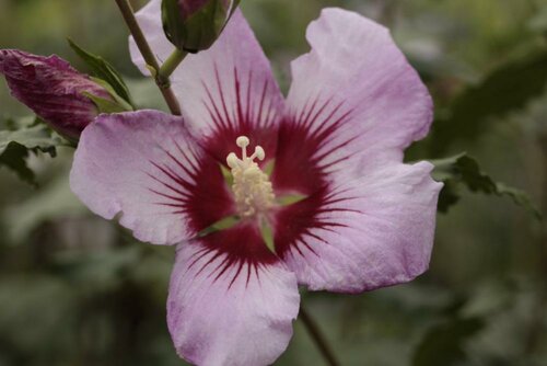 Hibiscus - Groen van bij ons
