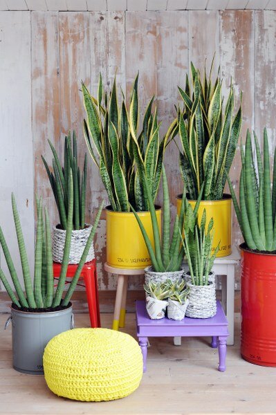 Vrouwentong - Sansevieria - Groen van bij ons