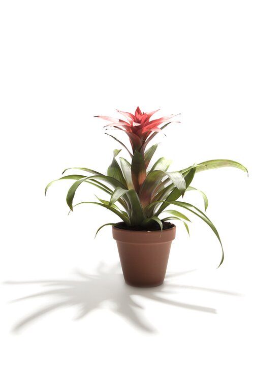 Guzmania - Groen van bij ons