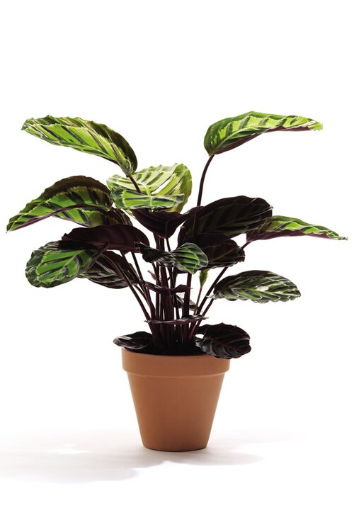 Calathea - Groen van bij ons