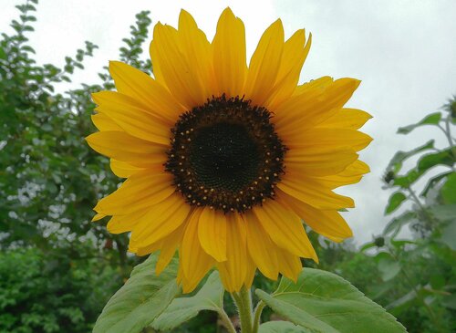 Zonnebloem - Groen van bij ons