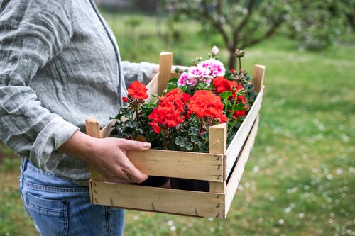 Bakje geraniums